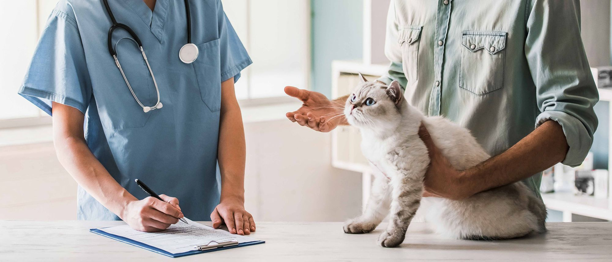 Adult British Shorthair sitting on an examination table while owner speaks with the vet