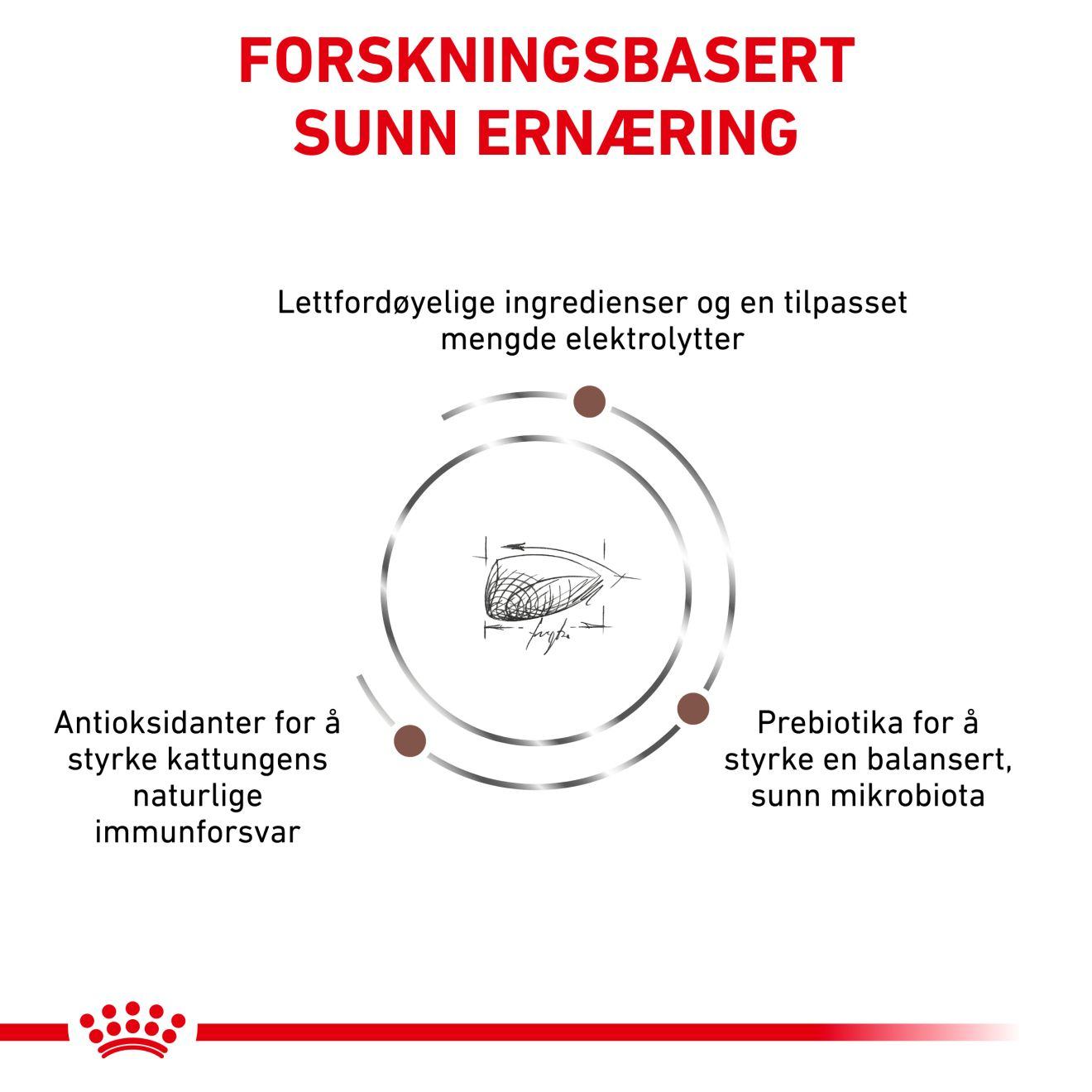 Gastrointestinal Kitten