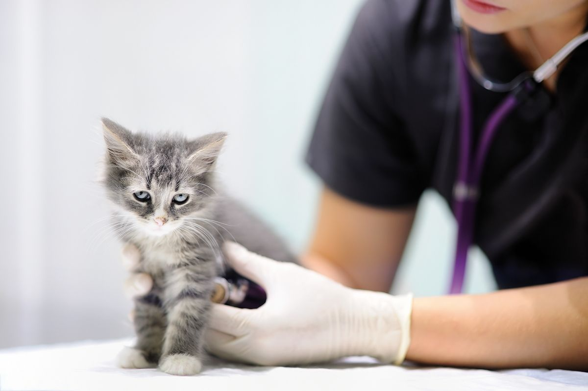 Figure 4. L’auscultation cardiaque est un savoir-faire qui s’affine avec la pratique. Même si cette évaluation peut être très délicate chez les chatons, les aires correspondant aux quatre valves cardiaques devraient être soigneusement auscultées.&nbsp;© Shutterstock