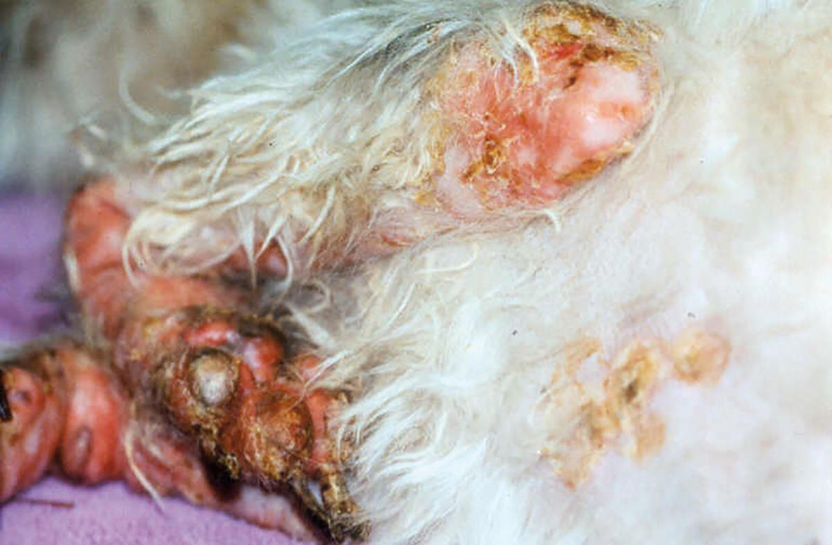 Figure 1. Dermatite nécrolytique superficielle (DNS) chez un chien. Notez l’intensité de l’érythrodermie, les croûtes et l’ulcération douloureuse des coudes et des coussinets.© Patricia D. White