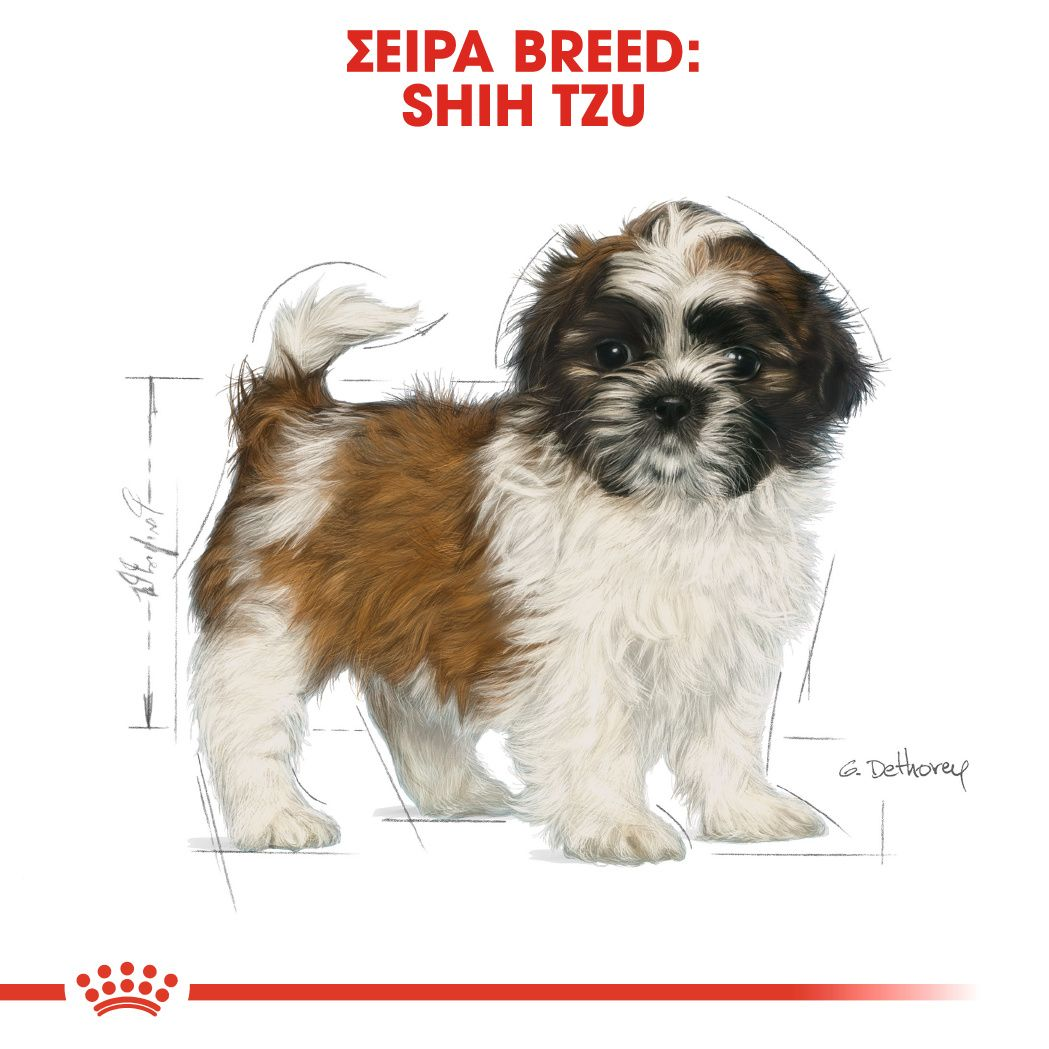 Shih Tzu Puppy