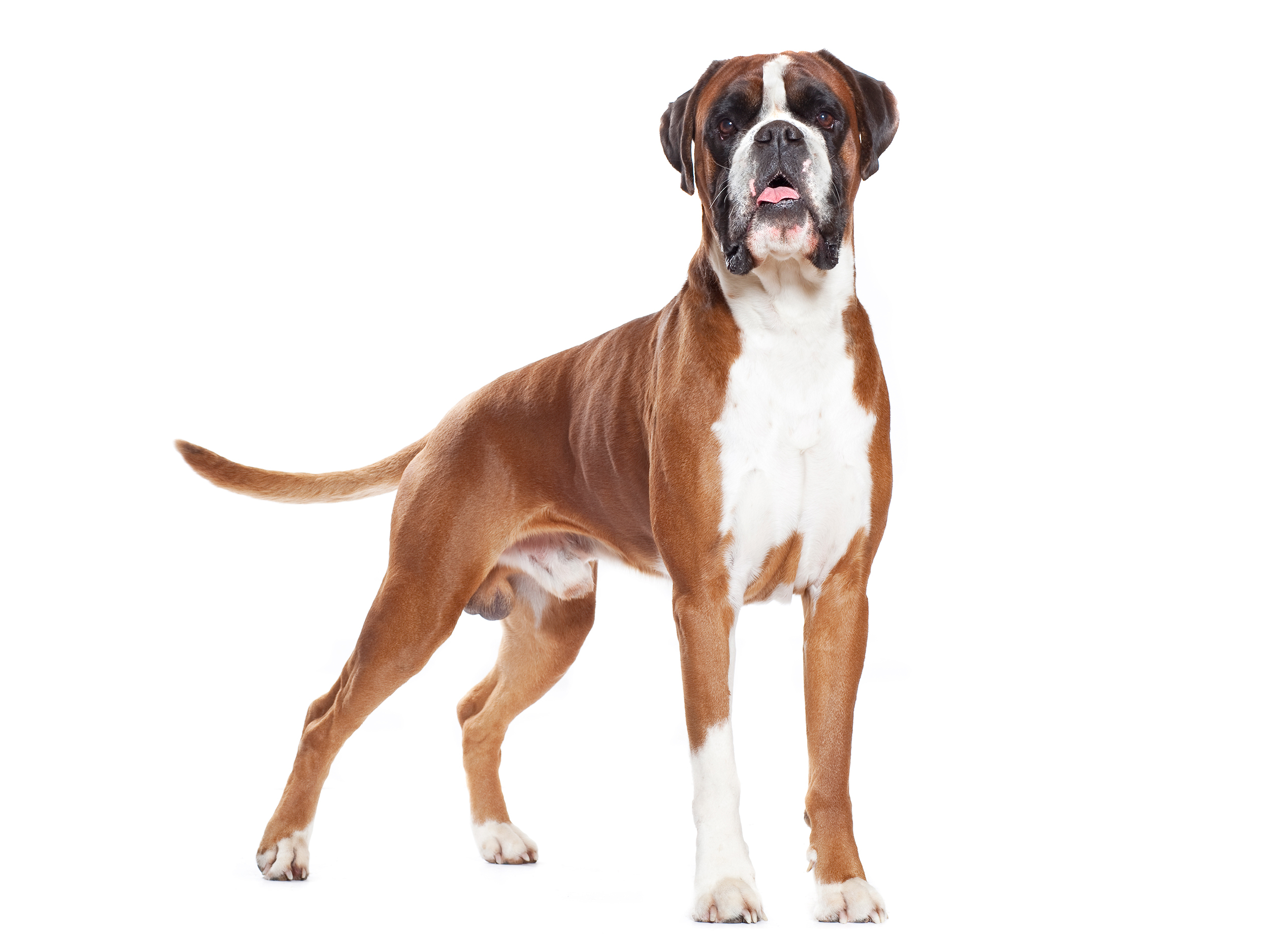 Črno-bela fotografija odraslega bokserja, ki stoji