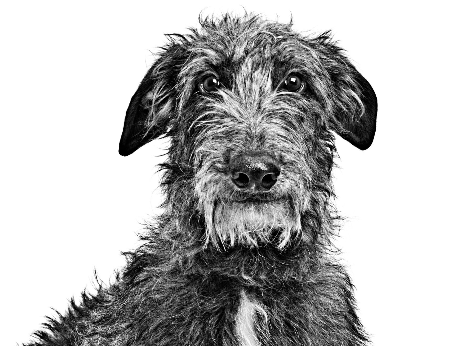 Deerhound adulto in bianco e nero