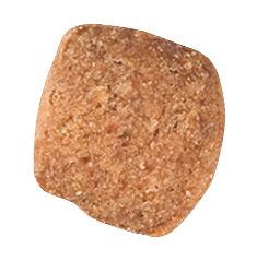 royal canin mature small dog under 10kg