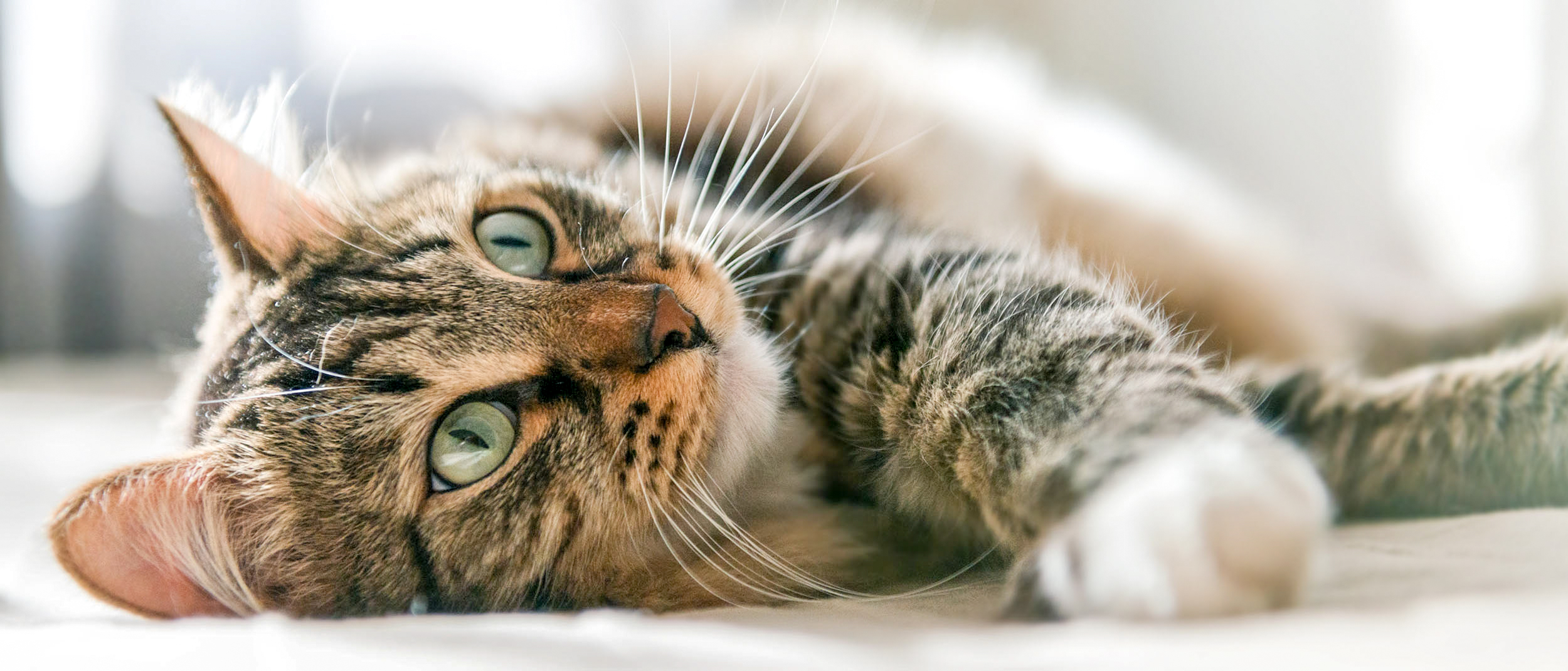 Eine ältere, grau getigerte Katze liegt in einem Innenraum auf einem hellen Teppich auf der Seite und schaut nach oben. Sie ist von vorn aufgenommen.