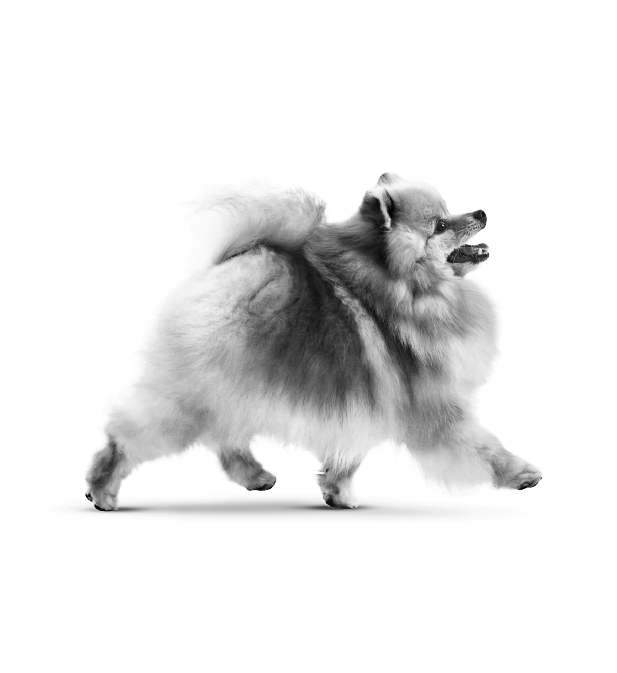 Les aliments ROYAL CANIN Individualis pour chats et chiens livrés à votre domicile