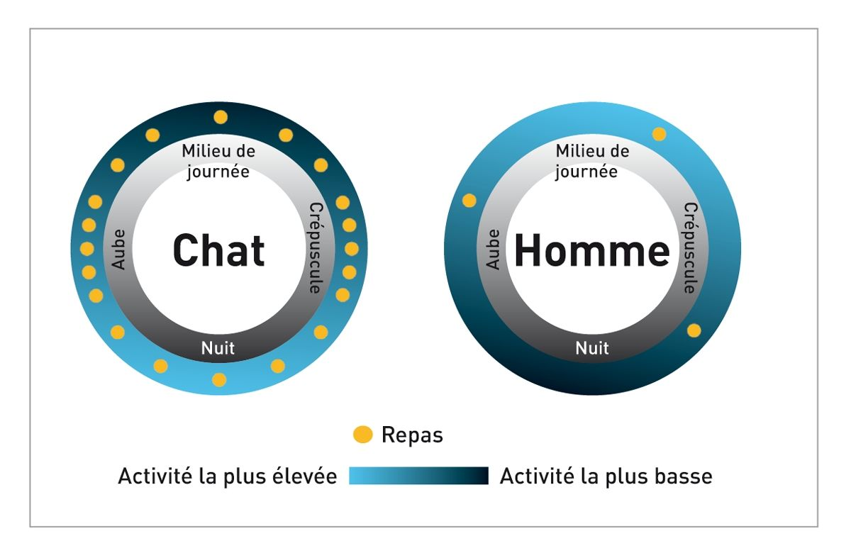 Ce diagramme montre comment les rythmes d’activité et d’alimentation sont différents chez les chats et chez l’Homme.