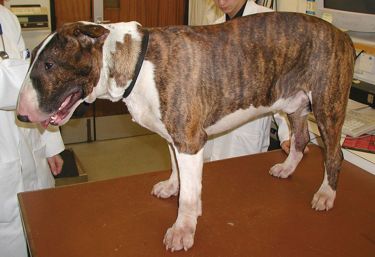 Dermatite atopique débutante chez un Bull Terrier. Ce chien présente un prurit, mais peu de lésions cutanées en dehors d’un érythème. Il devrait très bien répondre aux corticoïdes, à l’oclacitinib ou au lokivetmab.
