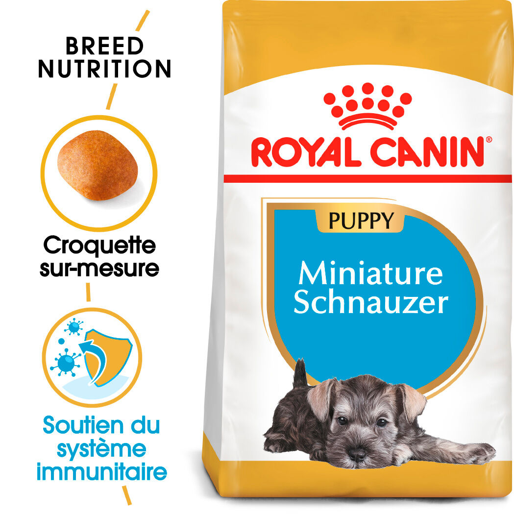 Schnauzer Puppy