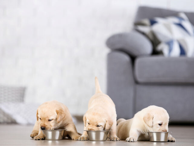 Cuccioli di Labrador che mangiano cibo in casa