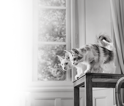 royal canin - start of life