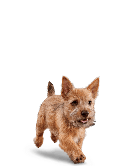 Eukanuba-Puppy-SmallBreed-Chicken_Emblematic