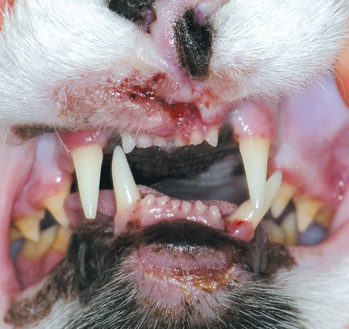 Figure 1. Chat traumatisé ; notez la malocclusion provoquée 