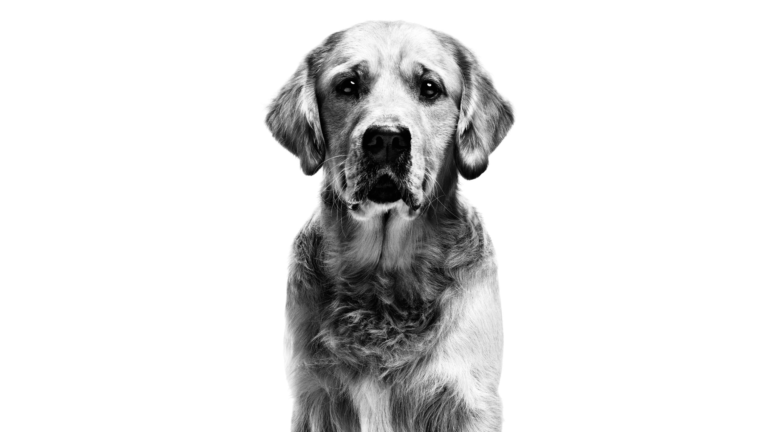 Black and white Golden Retriever head shot