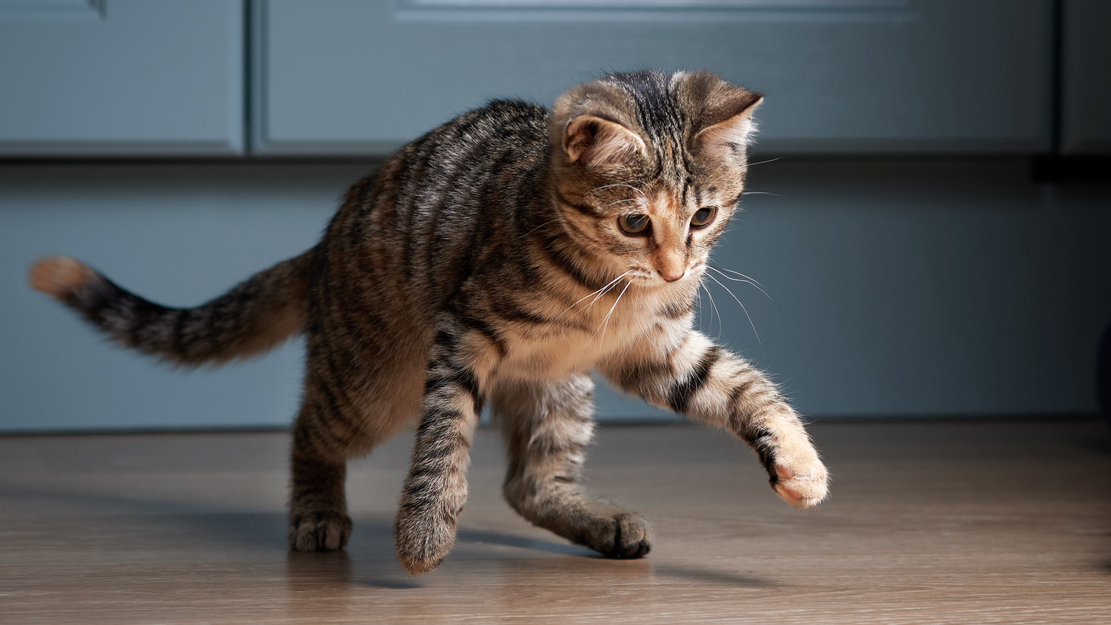 Kitten playing in a kitchen chasing a stick