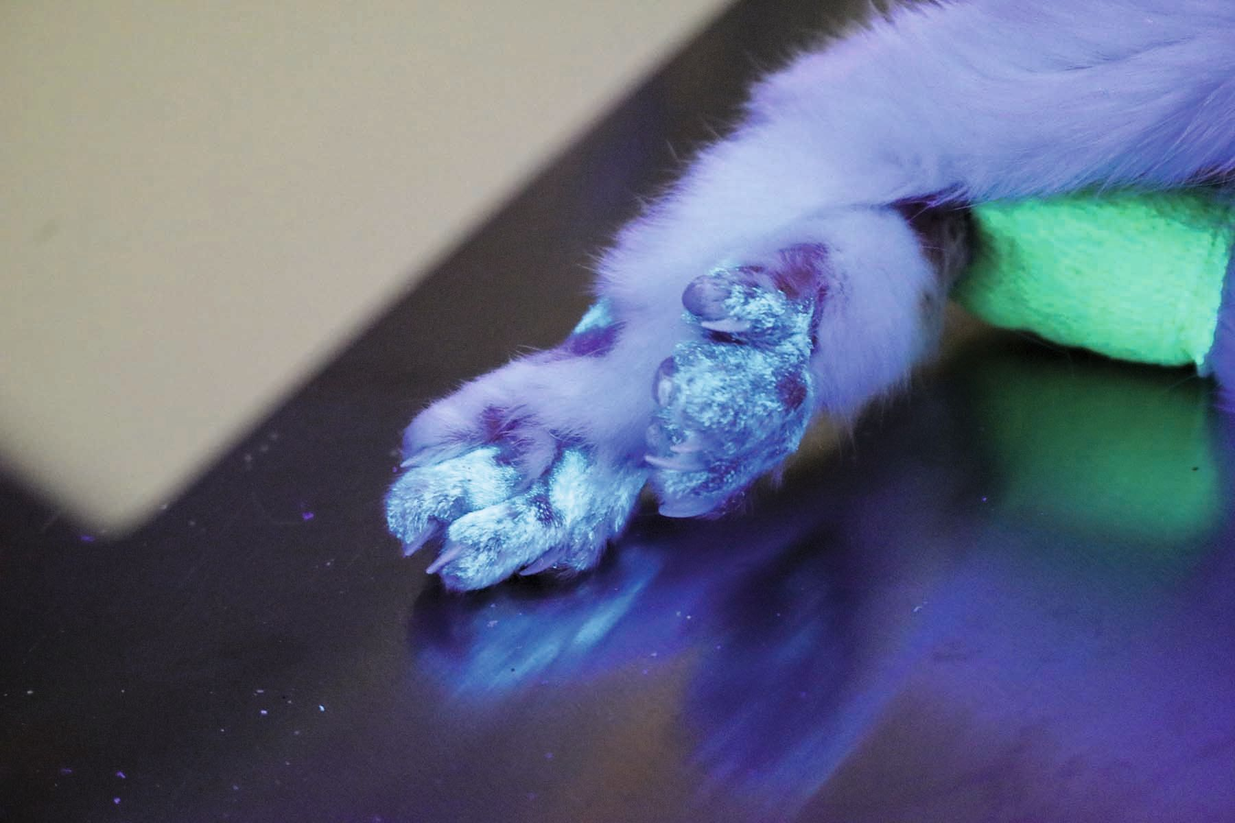 우드램프를 비추었을 때 고양이의 목과 발의 감염된 털이 초록색 형광빛을 띤다.