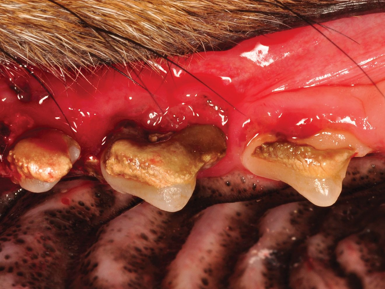 Stage 3 of canine dental disease