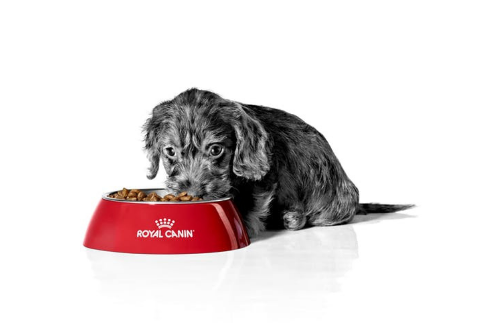 Dachshund puppy in black and white eating from a red bowl