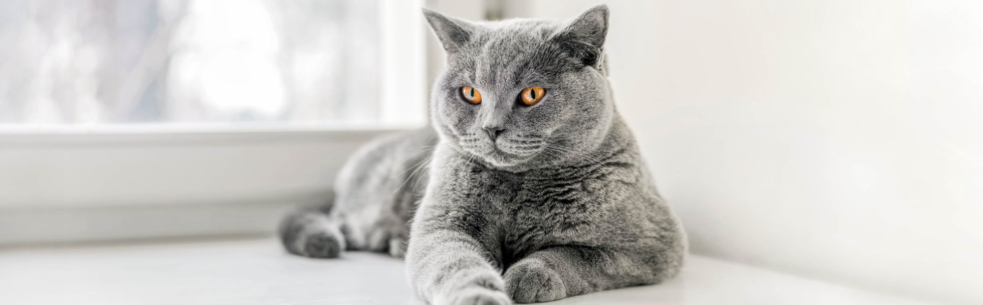 Grey British Shorthair Cat