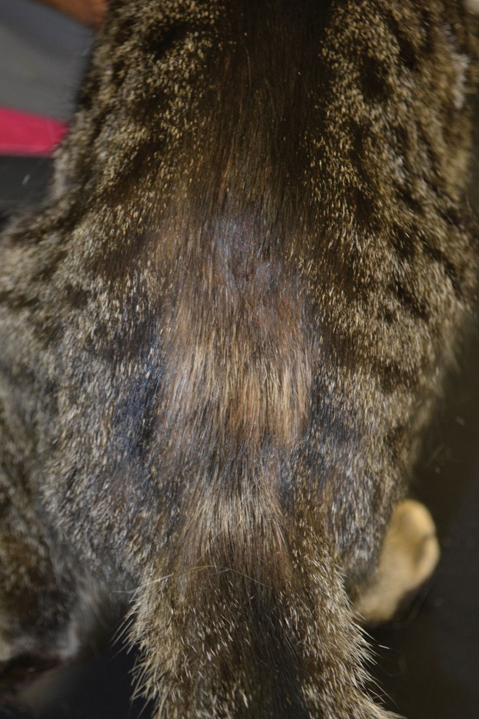 Overgrooming affecting the sacral region