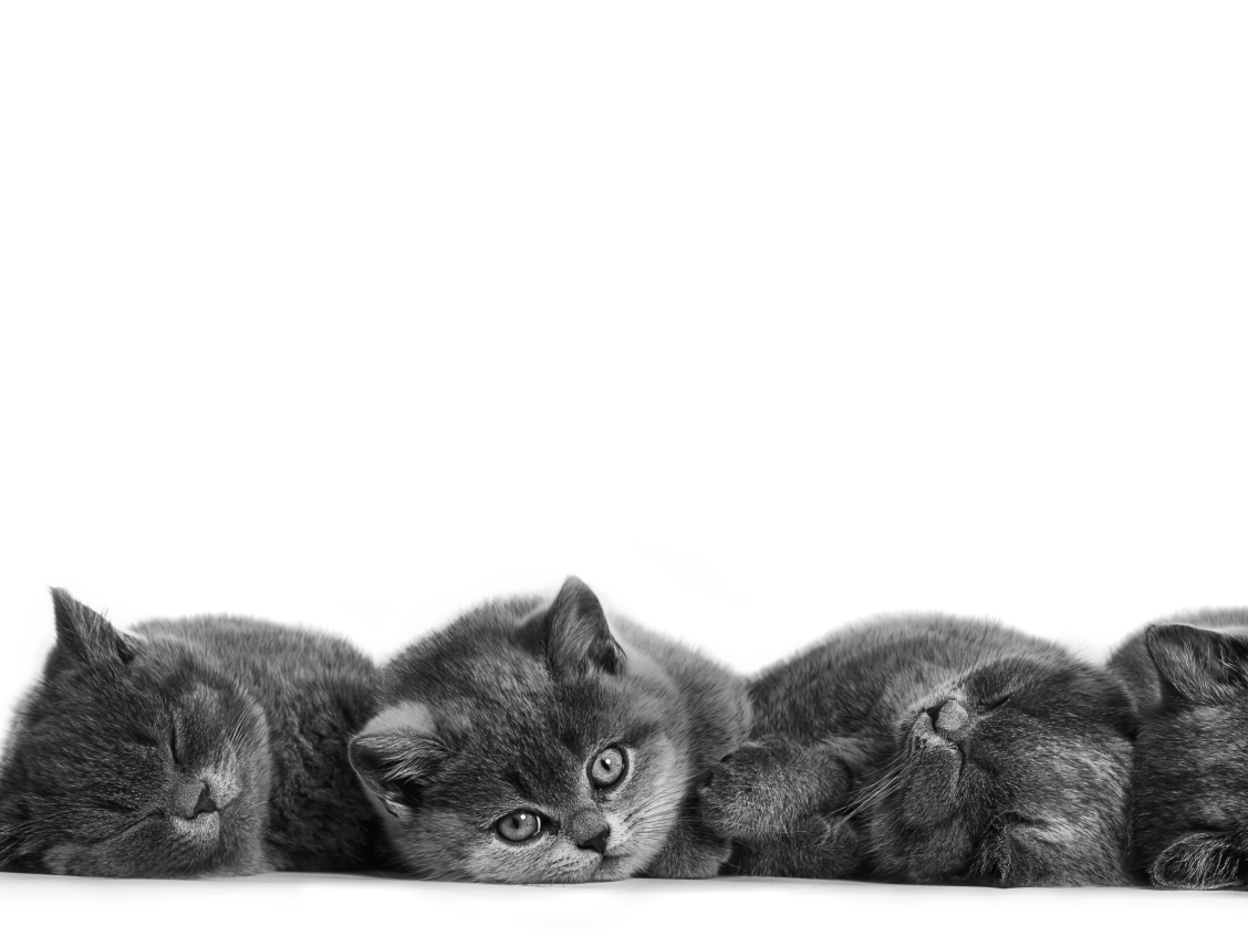 Four British Shorthair kitten