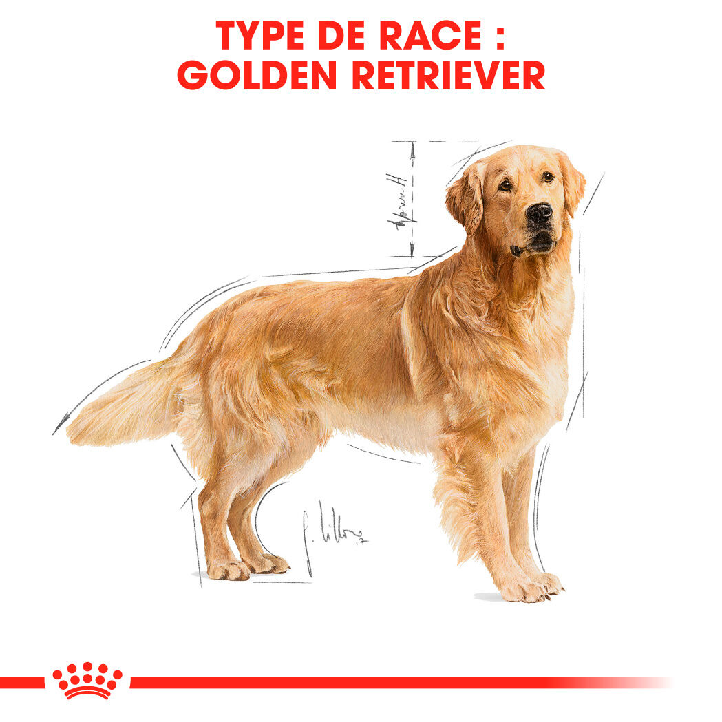 Golden Retriever Adult