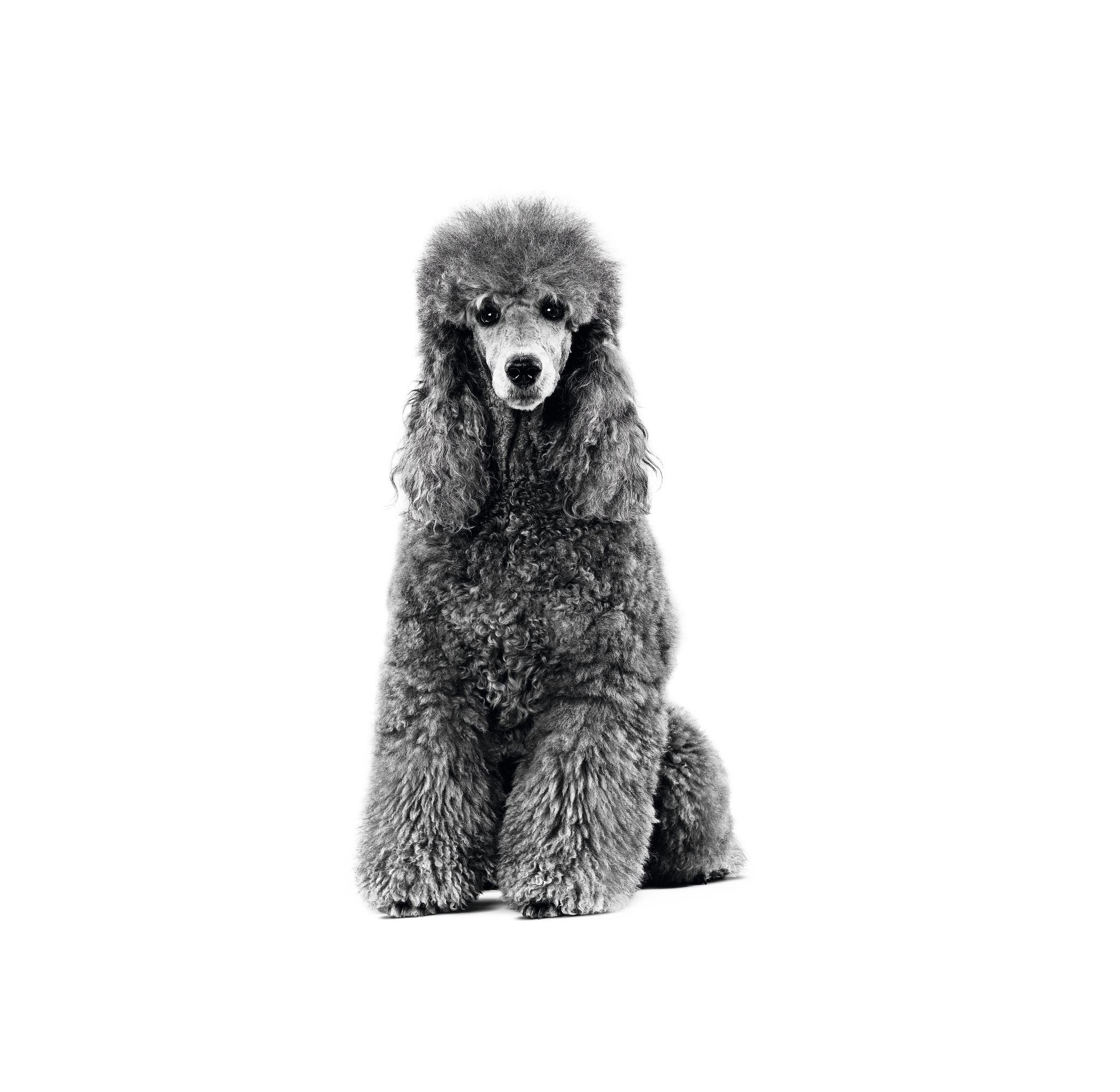 Poodle Adult sitting in black and white on a white backgorund