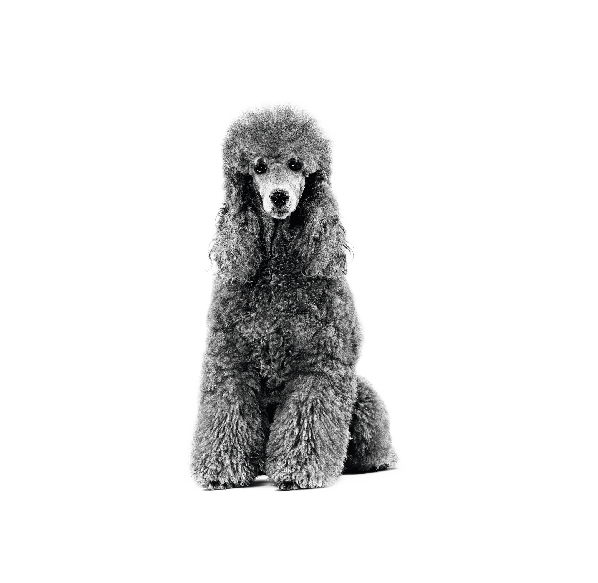 poodle adult vital support