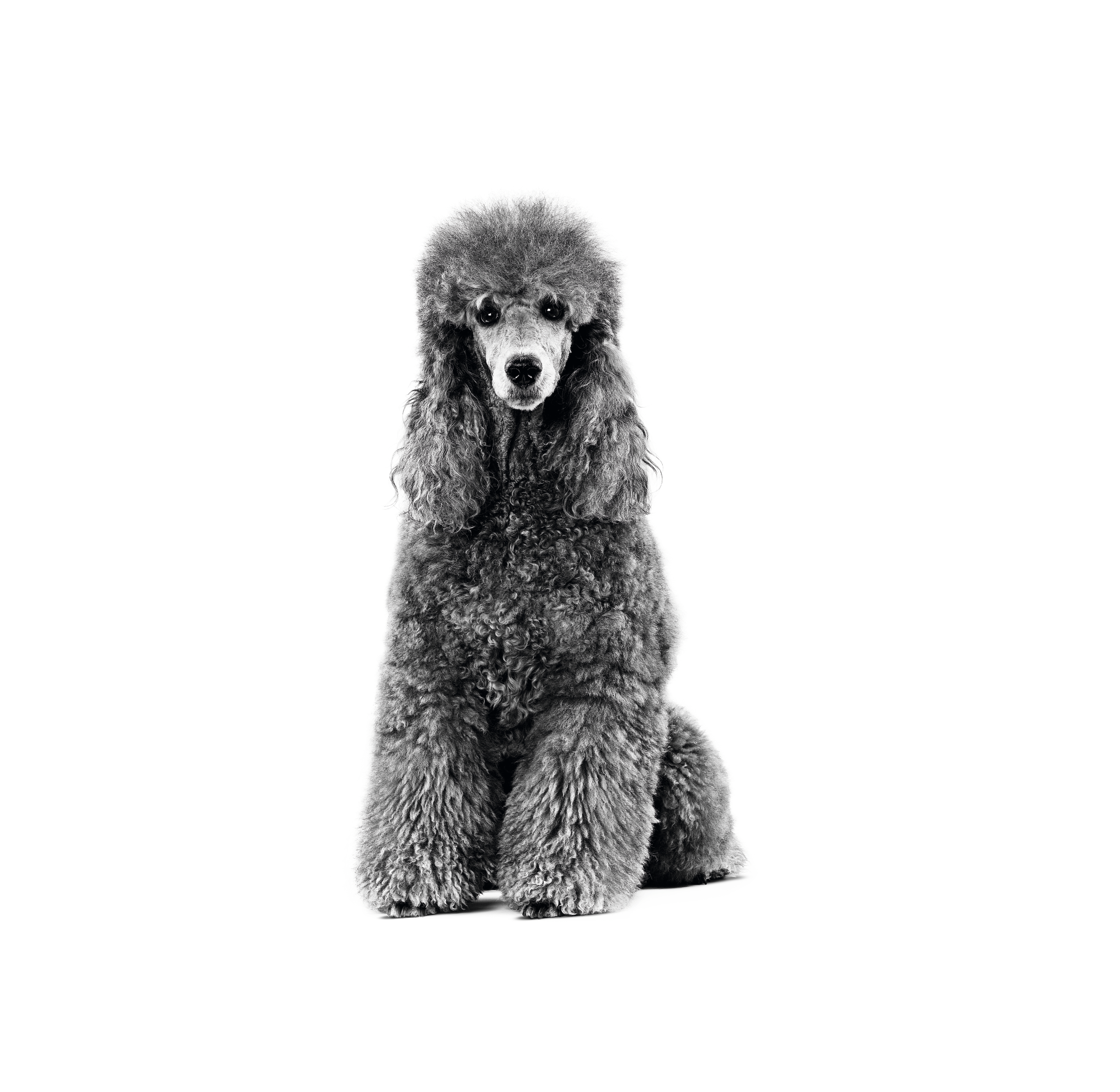 Anjing Poodle dewasa dalam warna hitam putih