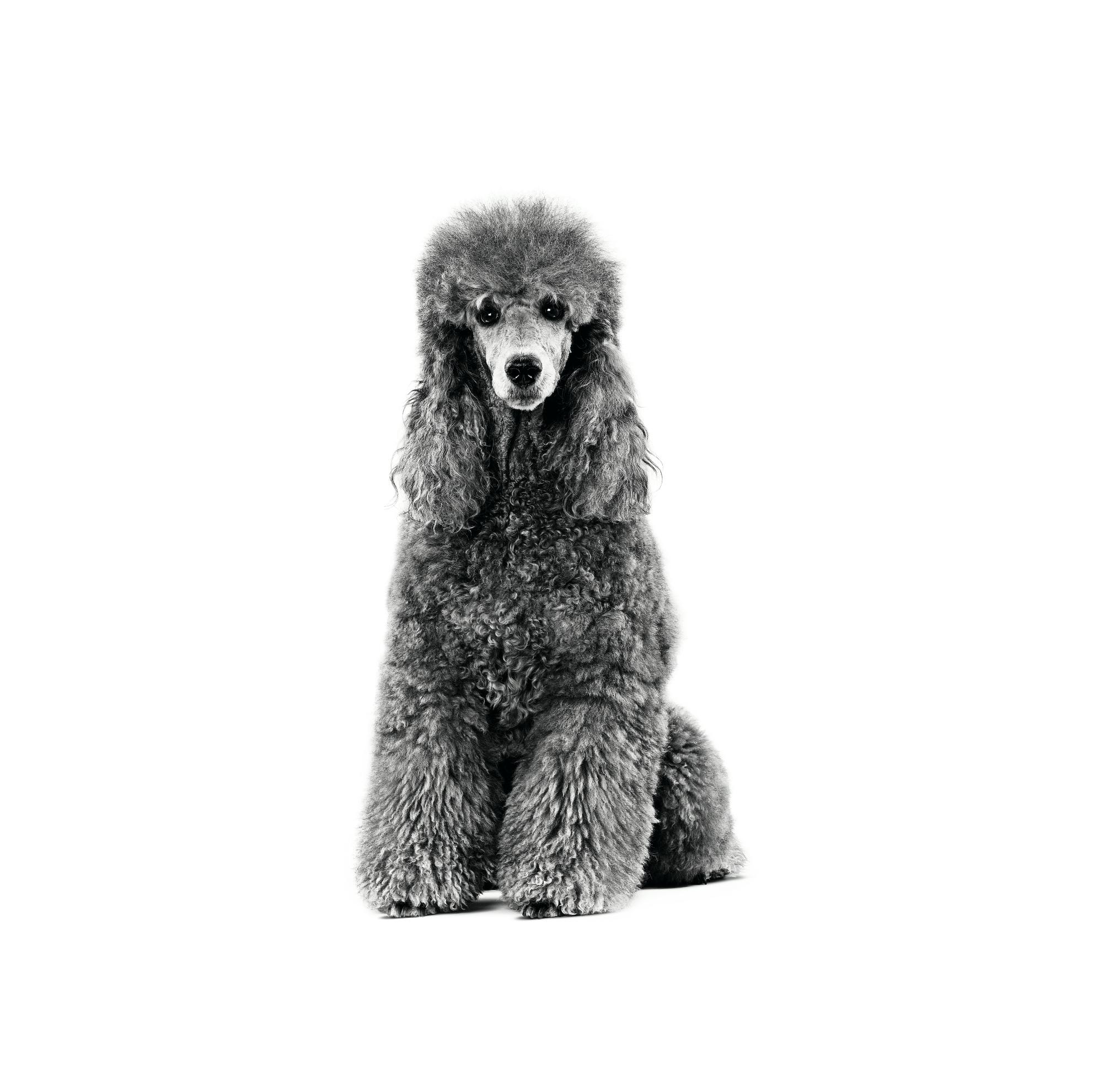 poodle-adult-vital-support-renal-emblematic?fm=jpg&auto=compress