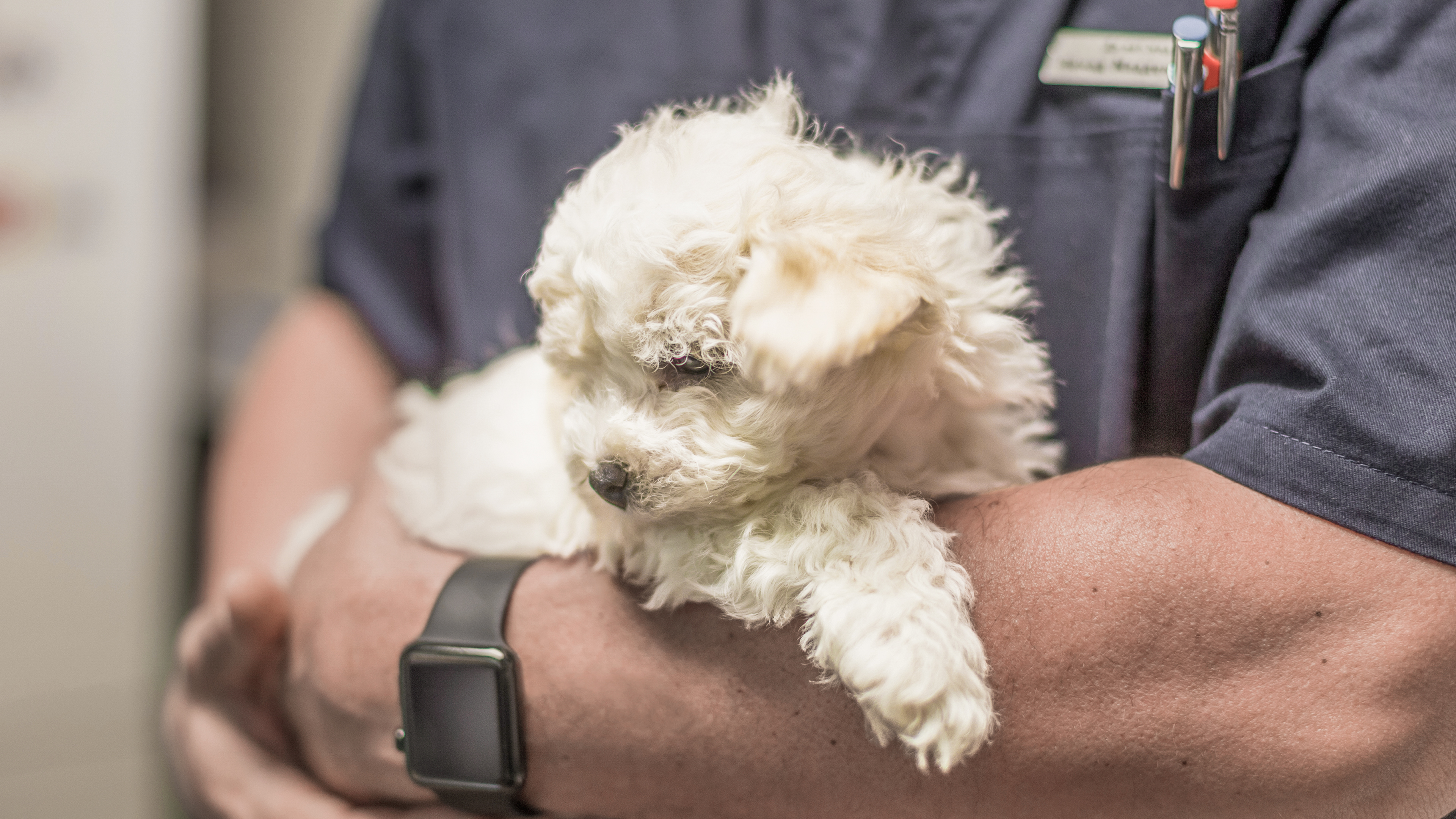 White Poodle puppy being held by a vet