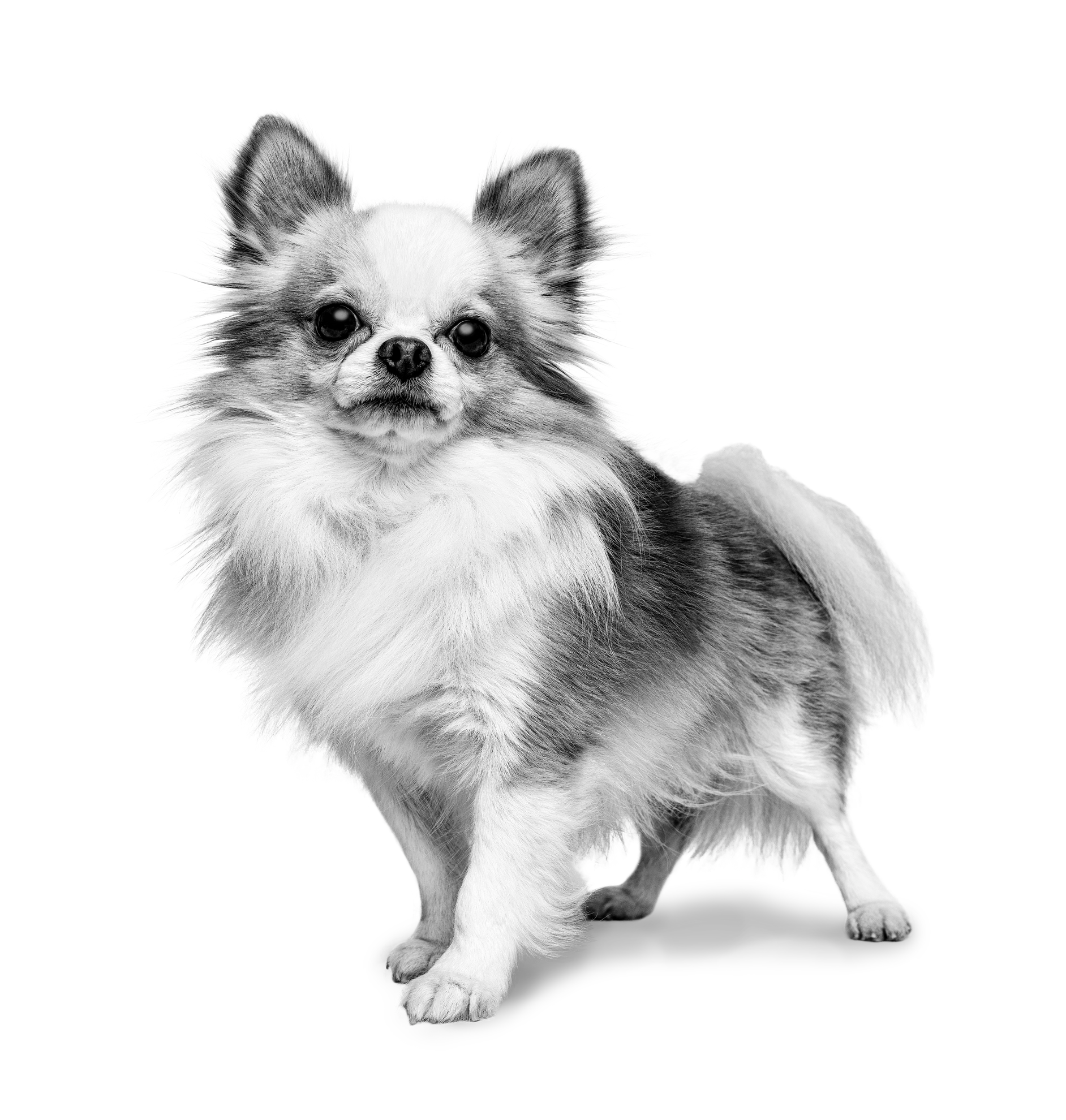 Chihuahua adulto in piedi in bianco e nero su sfondo bianco