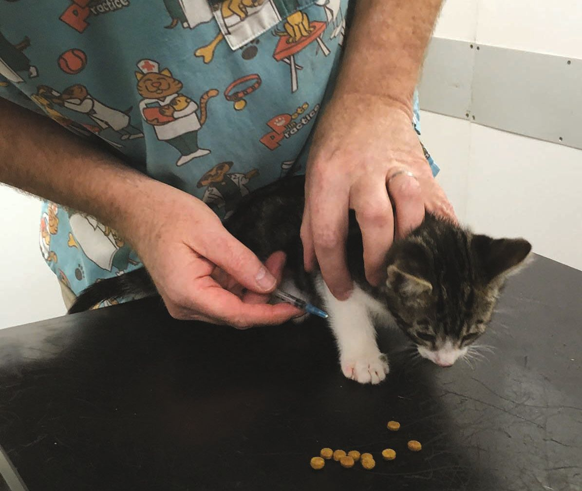 Antes de vacunar al gatito a la altura o por debajo del codo se le puede distraer con comida