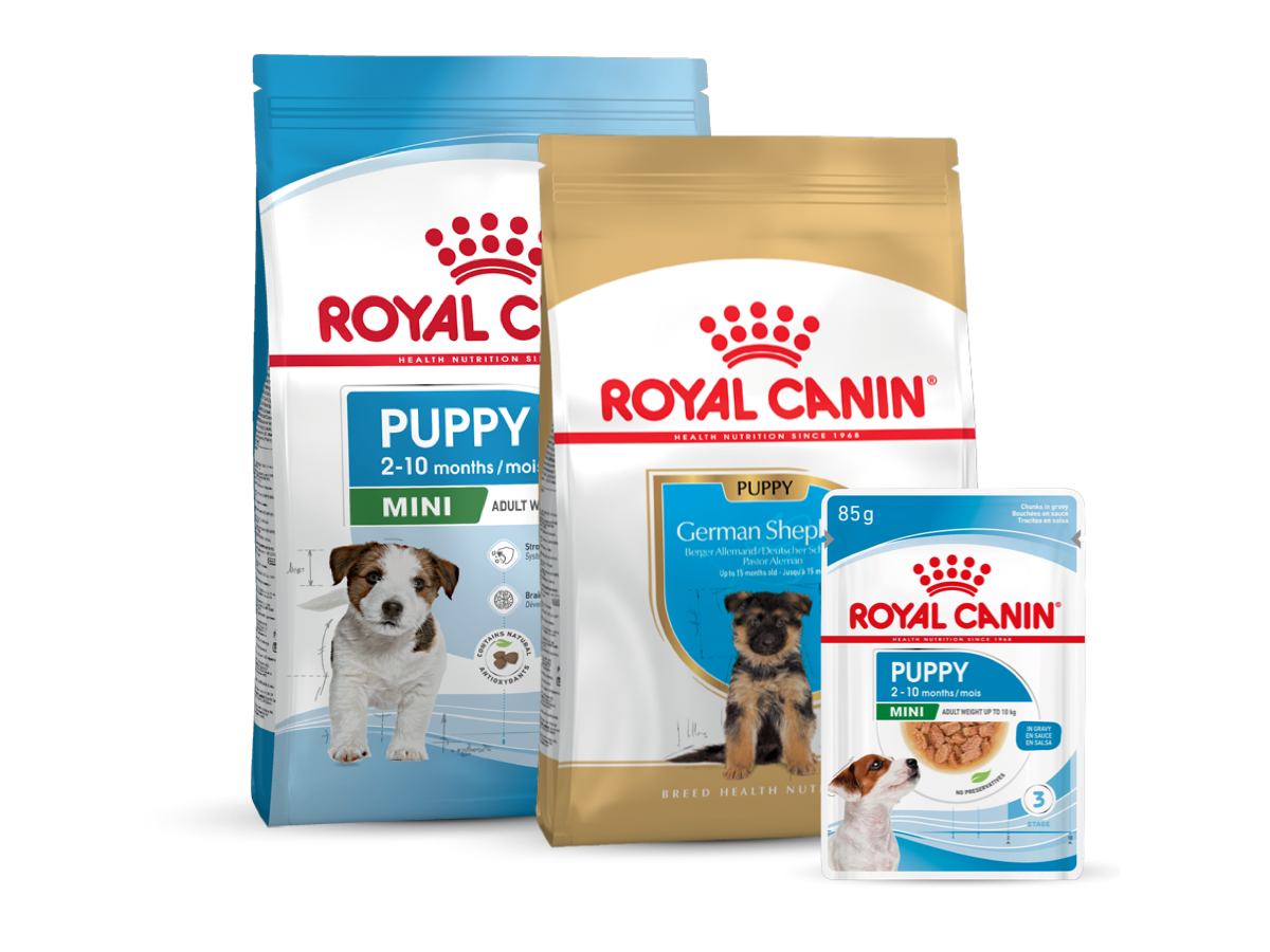 Nourriture pour chiots