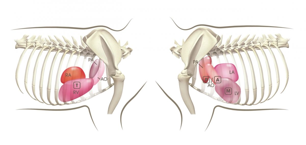 Figure 5. L’auscultation cardiaque doit être faite en regard des localisations anatomiques des quatre valves cardiaques. Les sites les plus adéquats pour repérer chaque valve sont indiqués ici (2).© Sandrine Fontègne