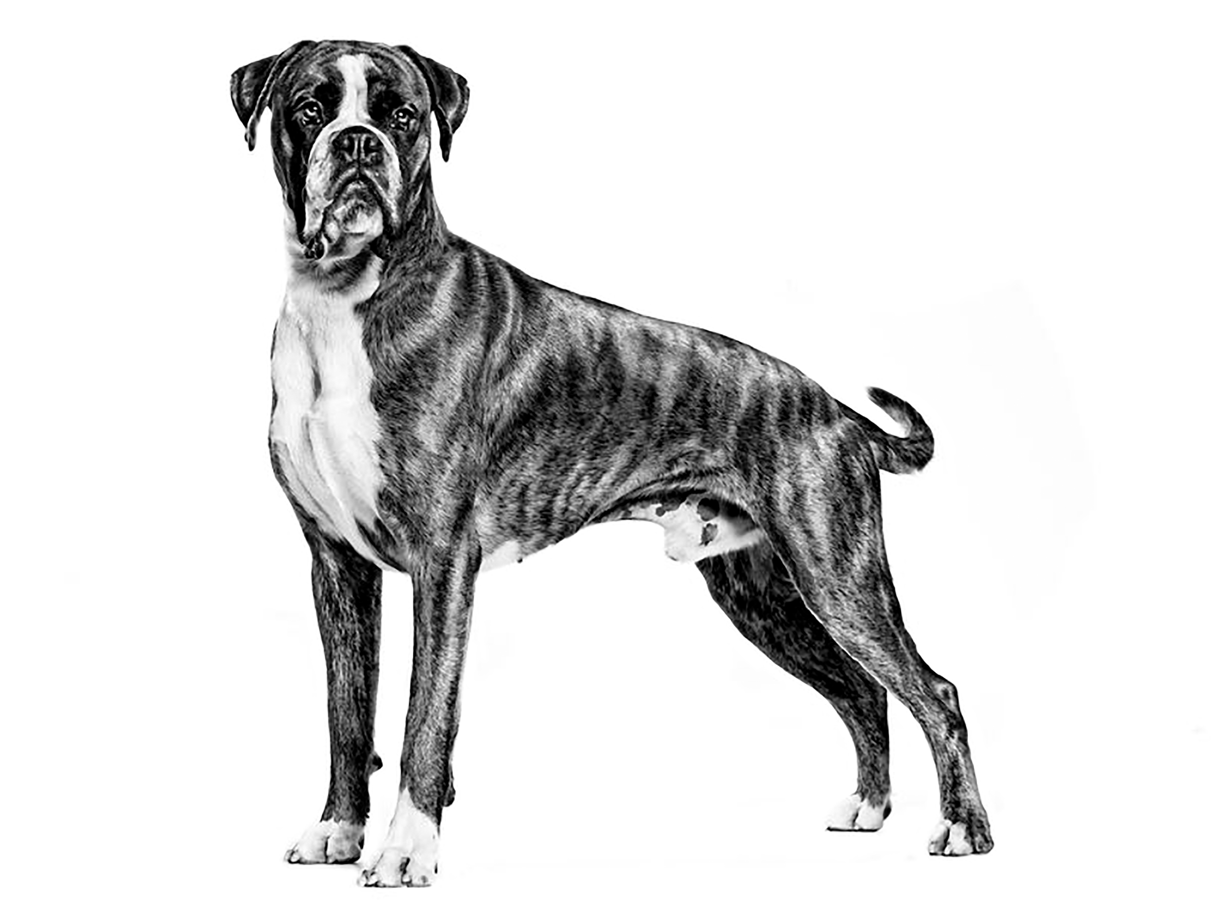 Boxer adult standing in black and white