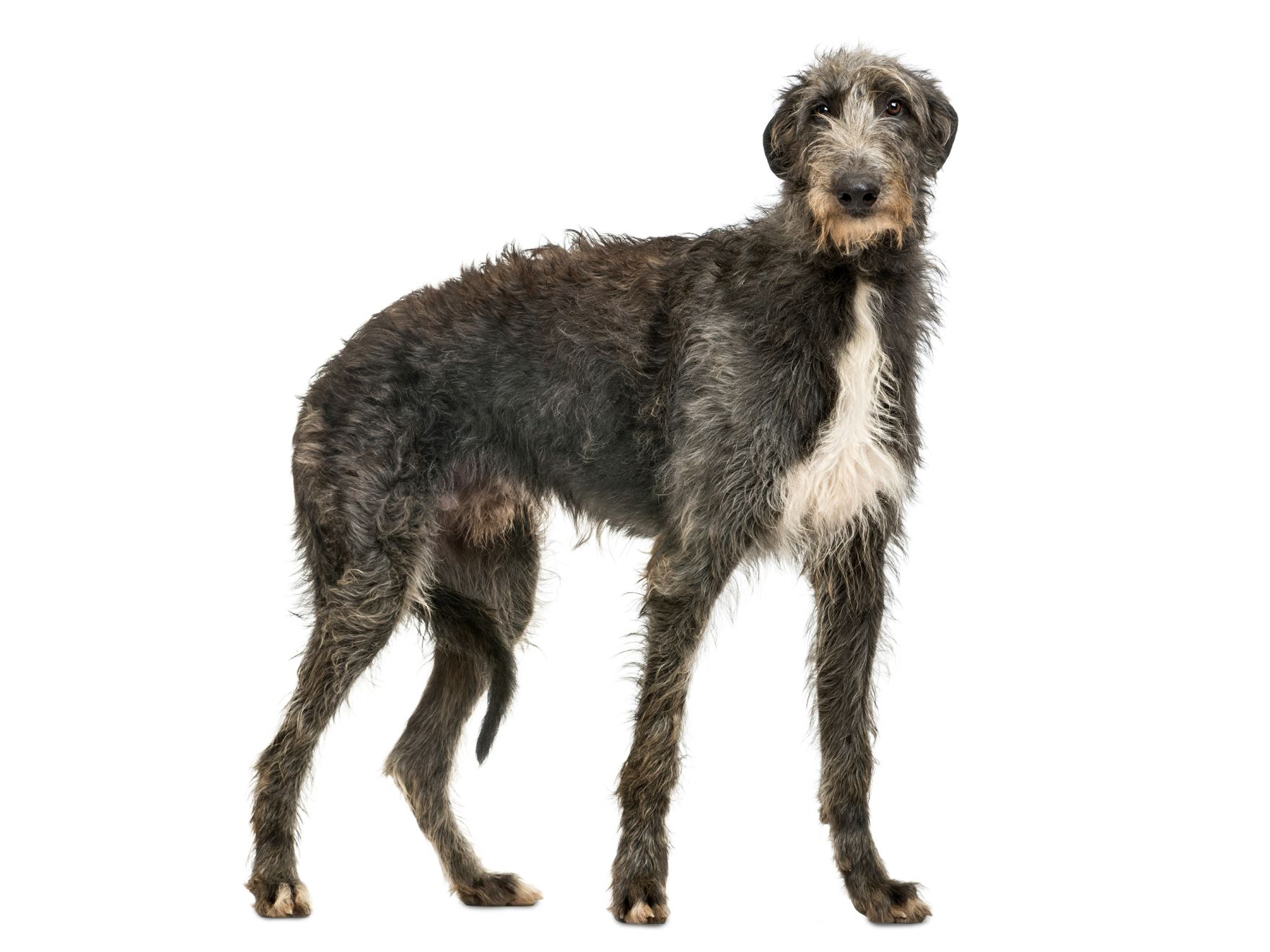 Scottish Deerhound adult standing
