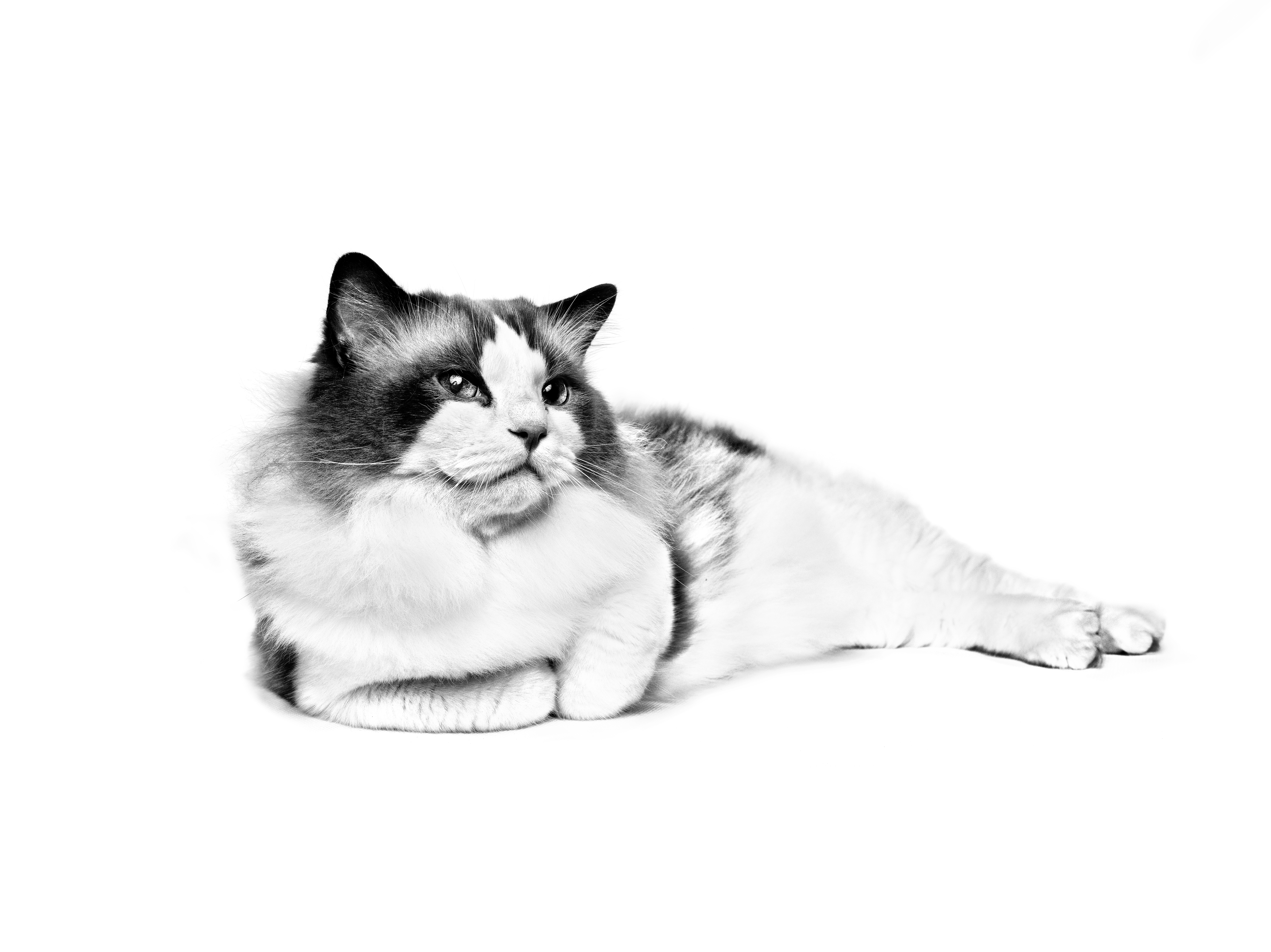 Liggende volwassen Ragdoll in zwart-wit op een witte achtergrond