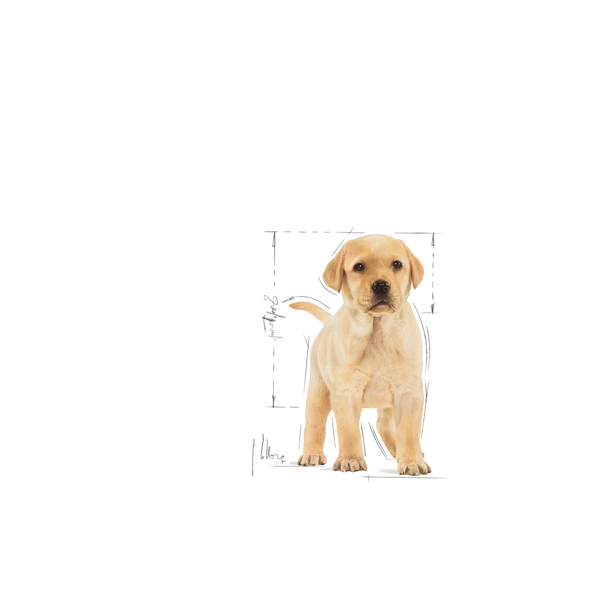 Lab puppy feeding outlet guide