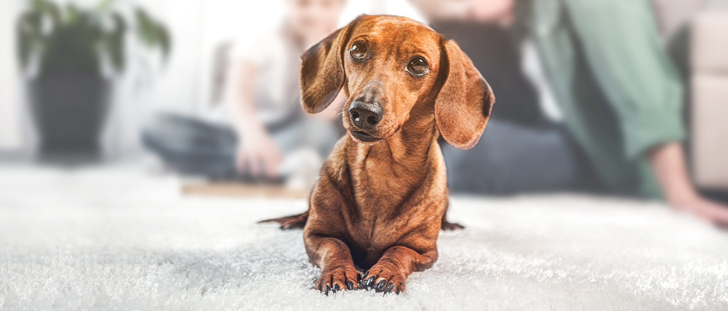 Dachshund adulto acostado en un living con personas atrás.