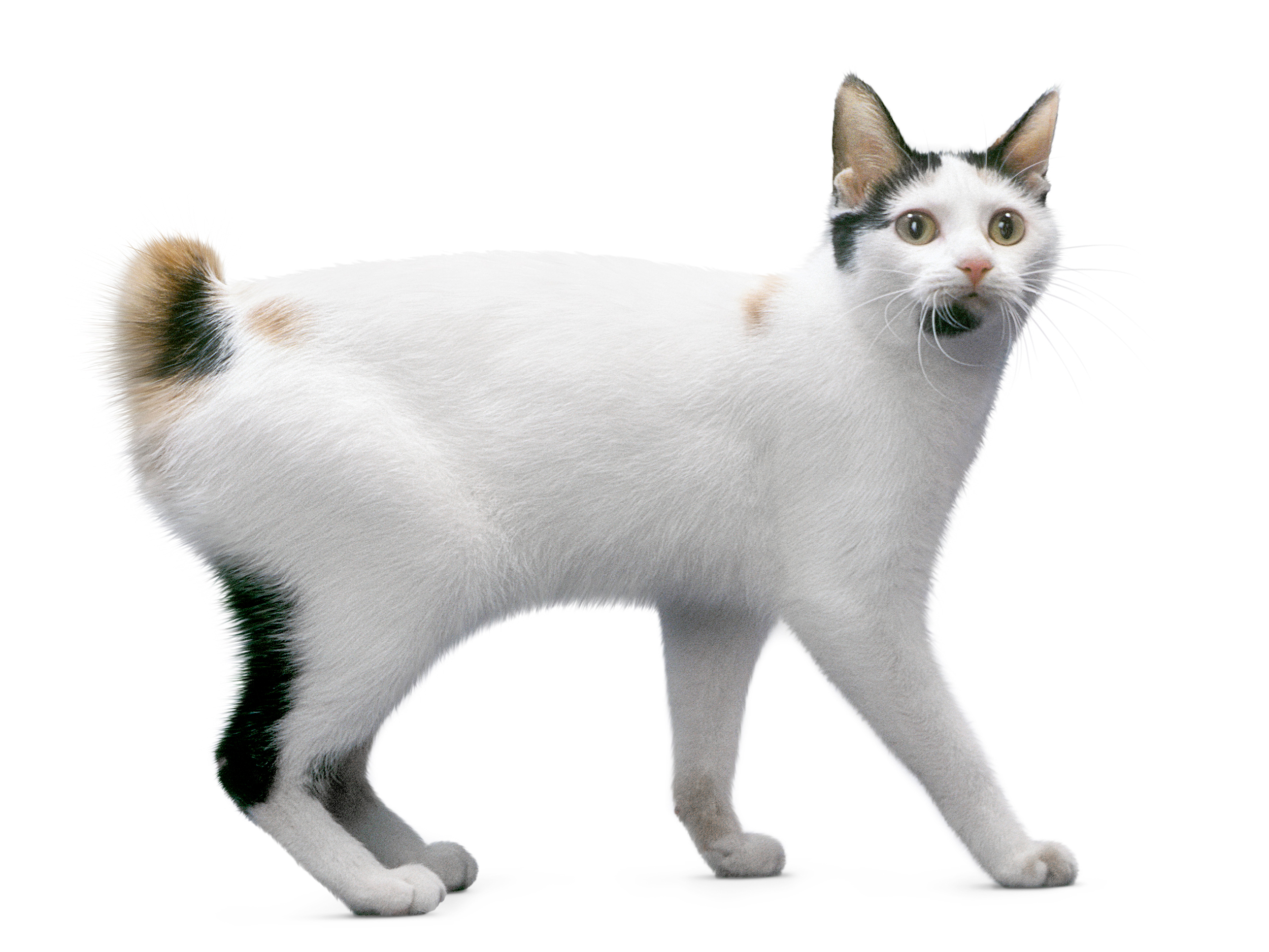 Japanese Bobtail adult in black and white