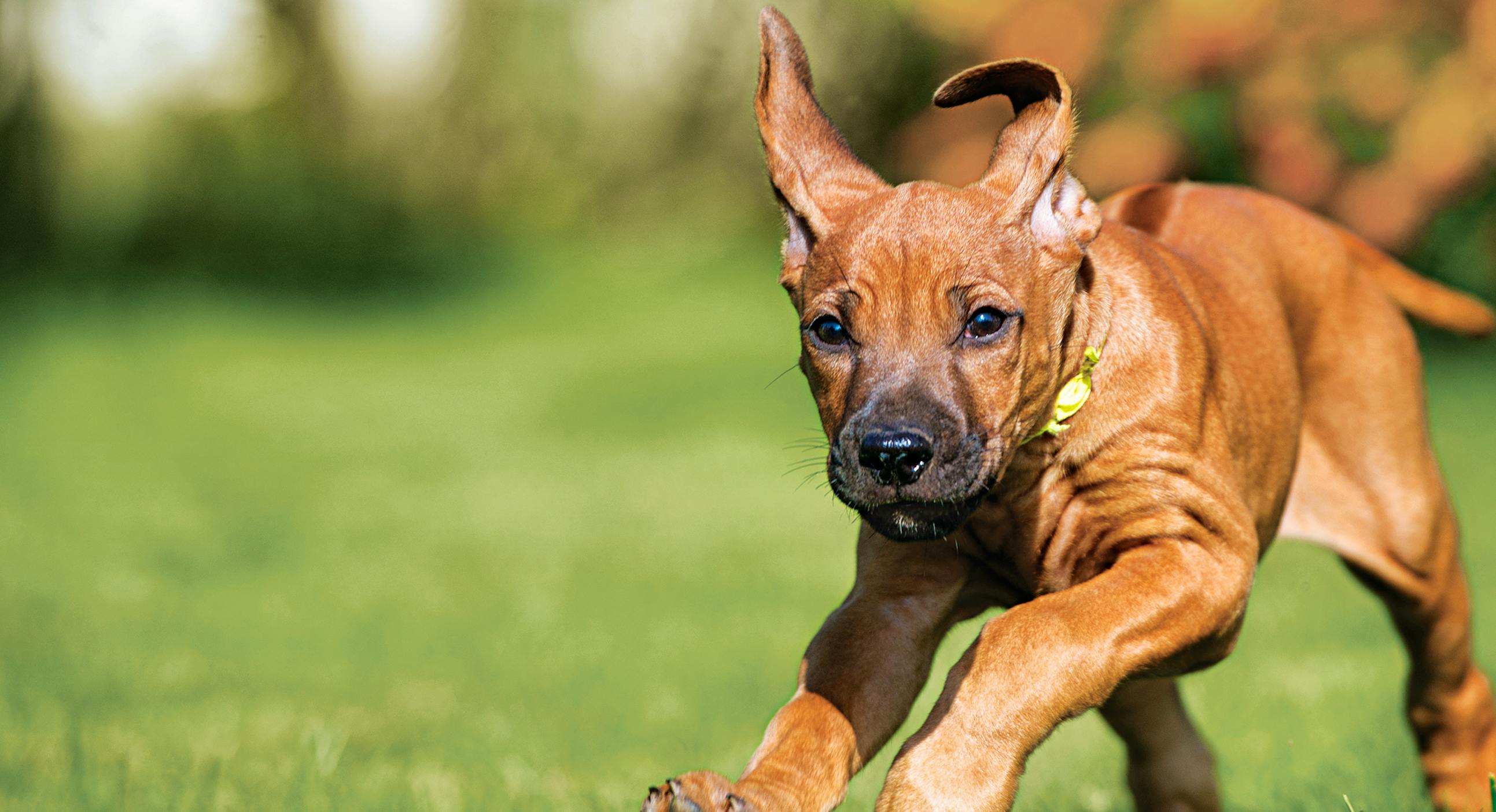 a close-up of a brown puppy running on a grass field 