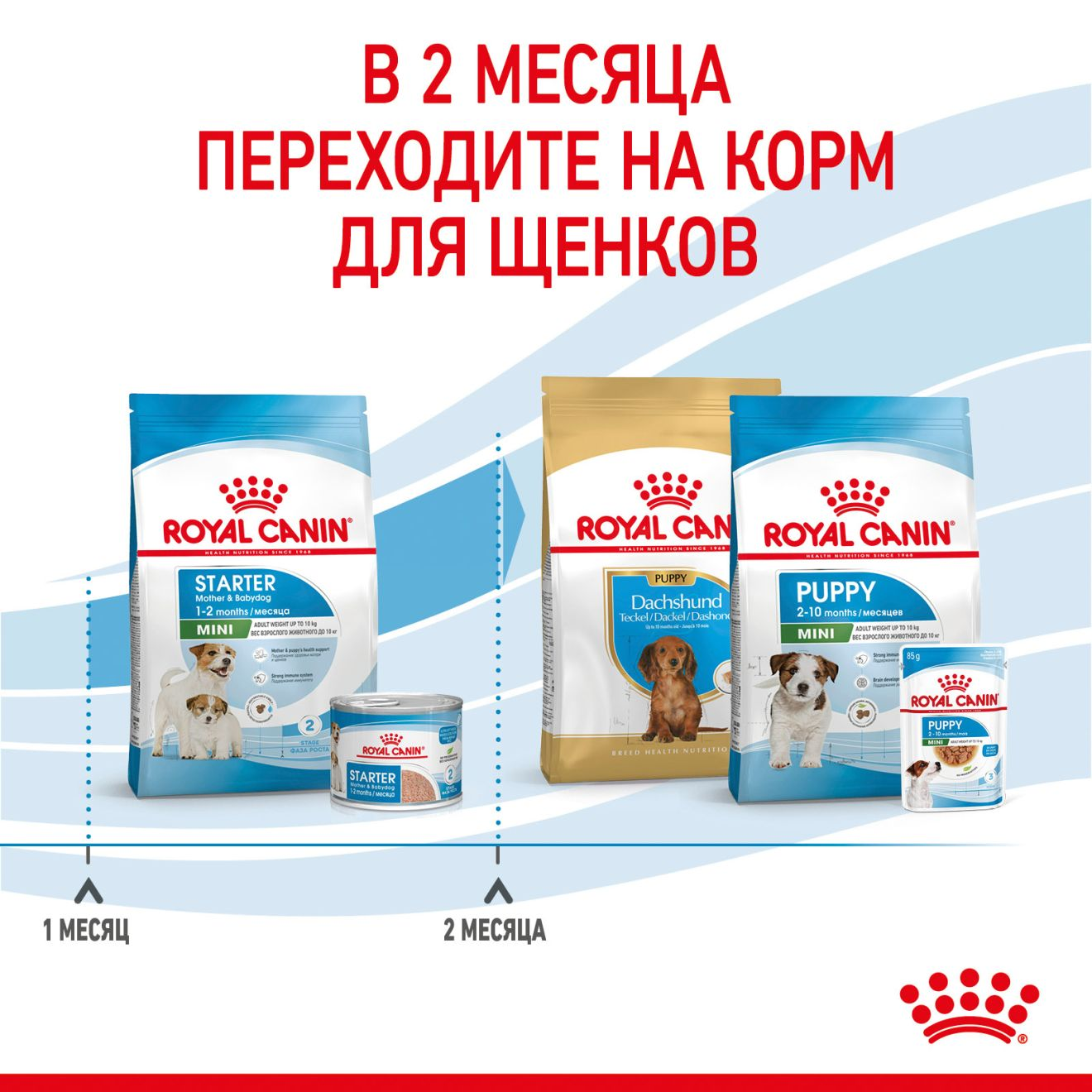 Royal canin starter store price