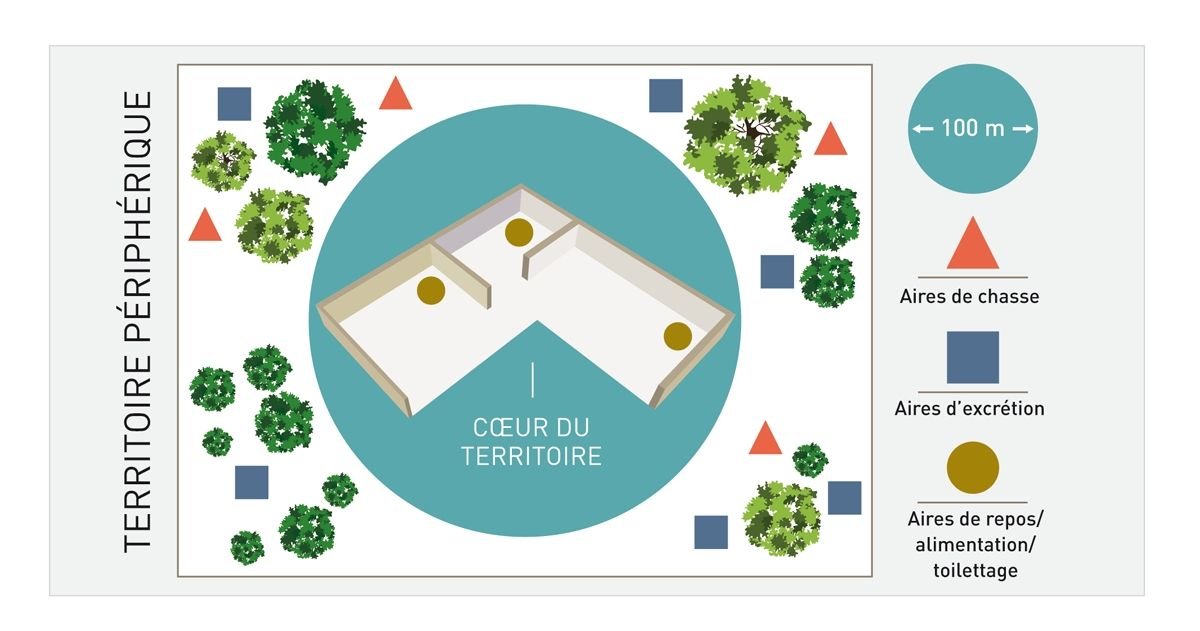 Représentation graphique du territoire d’un chat vivant en liberté. Ces chats occupent de grands territoires (0,5 à 1,3 km de long et 300 000 à 1 700 000 m2 de surface), les multiples aires de chasse et d’excrétion se situant à la périphérie alors que les aires d’alimentation, de repos et de toilettage sont au centre. Pour des raisons d’hygiène, les lieux d’excrétion sont éloignés des aires de repos.