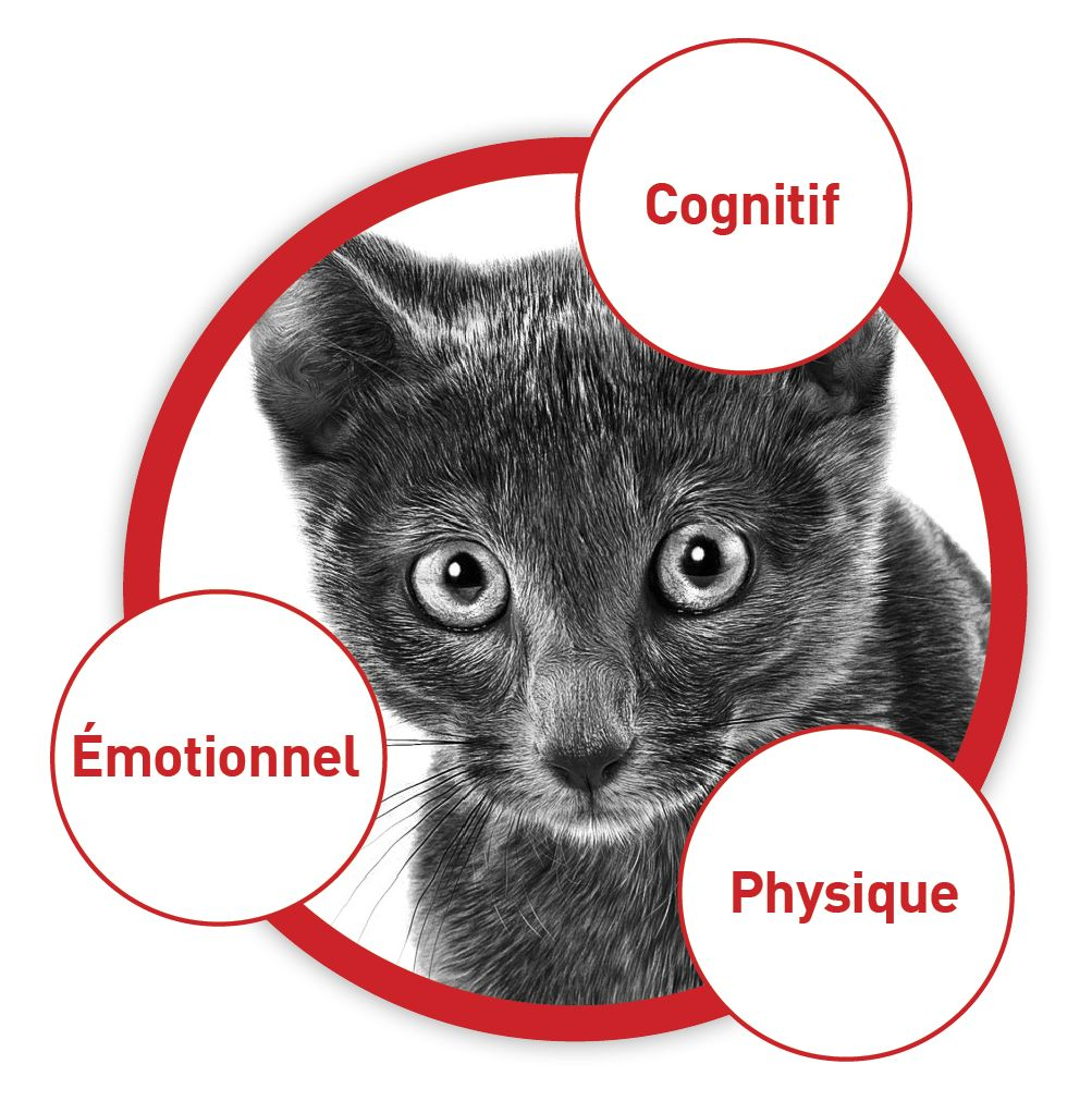 La triade de la santé du chat : bien-être physique, cognitif et émotionnel