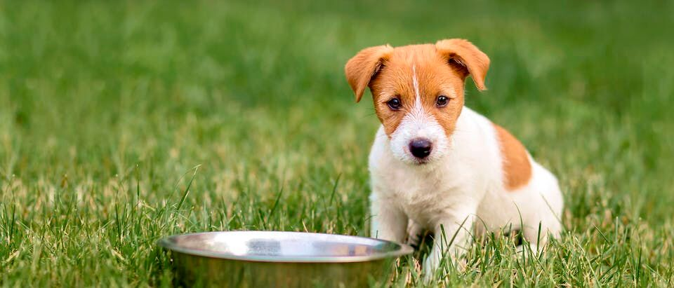 puppy jack russel zit in het gras bij een voerbak