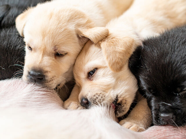 Anak anjing berusia dua minggu menyusu induknya