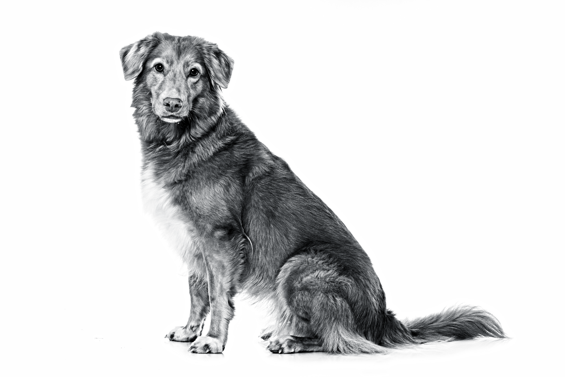 Side view of Nova Scotia Duck Tolling Retriever sitting in black and white