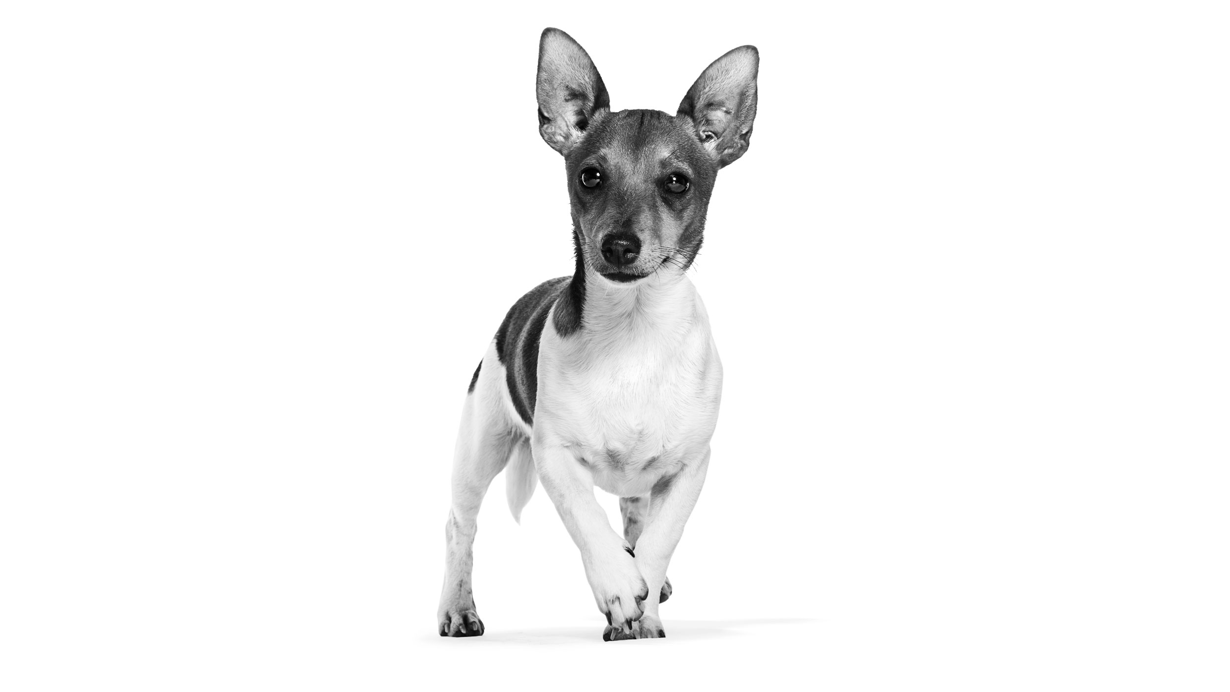 Black and white Podengo standing