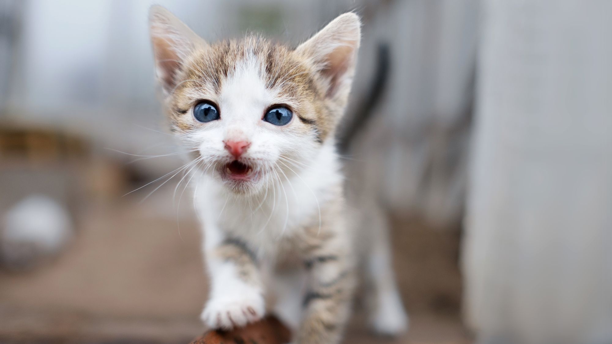 Kitten exploring outdoors